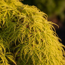 5ft 'Flavescens' Japanese Maple Tree | 90cm Stem Top-Worked Tree | 25L Pot