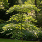 4ft Japanese Maple Tree | Acer palmatum dissectum 'Seiry?' | 3L Pot