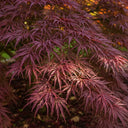 4ft 'Tamukeyama' Japanese Maple Tree | 7.5L Pot