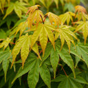 4ft Japanese Maple Tree | Acer palmatum 'Katsura' | 7.5L Pot
