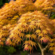 5ft Japanese Maple Tree | Acer palmatum 'Katsura' | 15L Pot