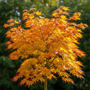 Japanese Maple Tree | Acer palmatum Orange Dream | 2ft Tree in 5L Pot