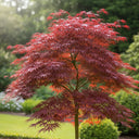 7ft Japanese Maple Tree | Mature palmatum 'Trompenburg' | 15L Pot