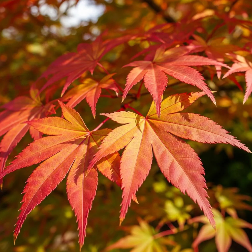 5ft Japanese Maple Tree | Acer palmatum 'Ueno Yama' | 7.5L Pot – Woven Wood
