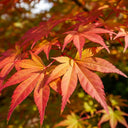 5ft Japanese Maple Tree | Acer palmatum 'Ueno Yama' | 7.5L Pot