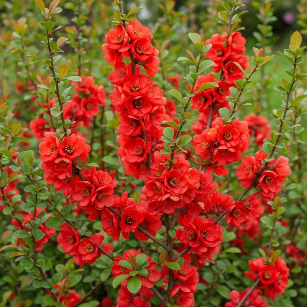 30-45cm Japanese Quince | Chaenomeles japonica Bare Root Plant