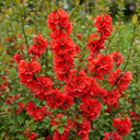 45cm Japanese Quince | Chaenomeles japonica Bare Root Plant