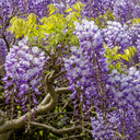 3ft Japanese Wisteria | Wisteria floribunda 'Domino' | 2L Pot
