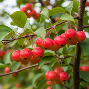 5ft 'Jelly King' Crabapple Tree | 9L Pot  | 2 Years Old