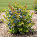 3 Jersey' Blueberry Plants | 9cm Pots