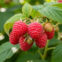 3ft Joan J Raspberry Plants | 3L Pot