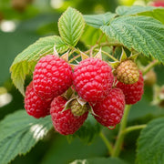 3 Joan J Raspberry Plants | 3L Pots