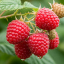 3ft Joan J Raspberry Plants | 3L Pot