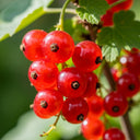5ft Standard Jonkheer van Tets' Redcurrant Plant | 5L Pot