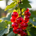 3ft Jonkheer van Tets' Redcurrant Plant in a 3L Pot