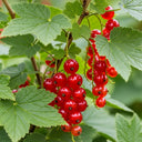 3ft Jonkheer van Tets' Redcurrant Plant in a 3L Pot