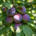 5ft Jubilee Plum Tree | 9L Pot | 2 Years Old