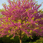 3ft Judas Tree | Cercis siliquastrum | 3L Pot