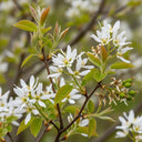 8ft Mature Amelanchier Tree | Multi-Stem Rootballed Tree