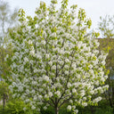 8ft Mature Amelanchier Tree | Multi-Stem Rootballed Tree