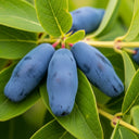 3 Kamtschatica Honeyberry Plants | 9cm Pots