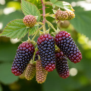 Ripe and unripe 'Karaka Black' blackberries on a branch with green leaves, deep purple and red hues against a blurred natural background.