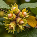 4ft 'Kentish Cob' / 'Lambert's Filbert' / 'Longue' Hazelnut Tree | 9L Pot | 2 Years Old