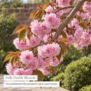 Fully double pink Kiku-shidare cherry blossom close-up