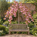 Kiku-shidare half-standard weeping cherry tree in full pink blossom