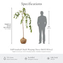 Kiku-shidare half-standard weeping cherry specifications, height on arrival