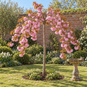 Kiku-shidare bare-root half-standard weeping cherry tree in full pink blossom