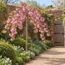 Kiku-shidare standard weeping cherry tree in full pink blossom