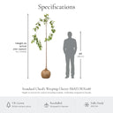 Kiku-shidare standard weeping cherry specifications, height on arrival