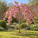 Kiku-shidare bare-root standard weeping cherry tree in full pink blossom