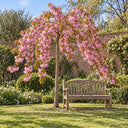 Kiku-shidare premium standard weeping cherry tree in full pink blossom