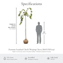Kiku-shidare premium standard weeping cherry specifications, height on arrival
