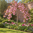 Kiku-shidare bare-root premium standard weeping cherry tree in full pink blossom