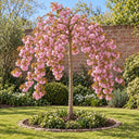 Kiku-shidare 5ft bare-root Cheal's weeping cherry tree in full pink blossom