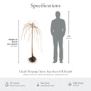 Kiku-shidare 5ft bare-root Cheal's weeping cherry specifications, height on arrival