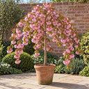 Kiku-shidare 5ft Cheal's weeping cherry tree in full pink blossom
