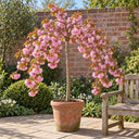 Kiku-shidare bare-root patio weeping cherry tree in full pink blossom