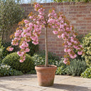 Kiku-shidare patio weeping cherry tree in full pink blossom