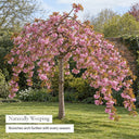 Naturally weeping habit of Cheal's weeping cherry tree