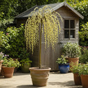 4ft 'Kilmarnock' Dwarf Weeping Willow Tree | Salix Caprea | 5L Pot
