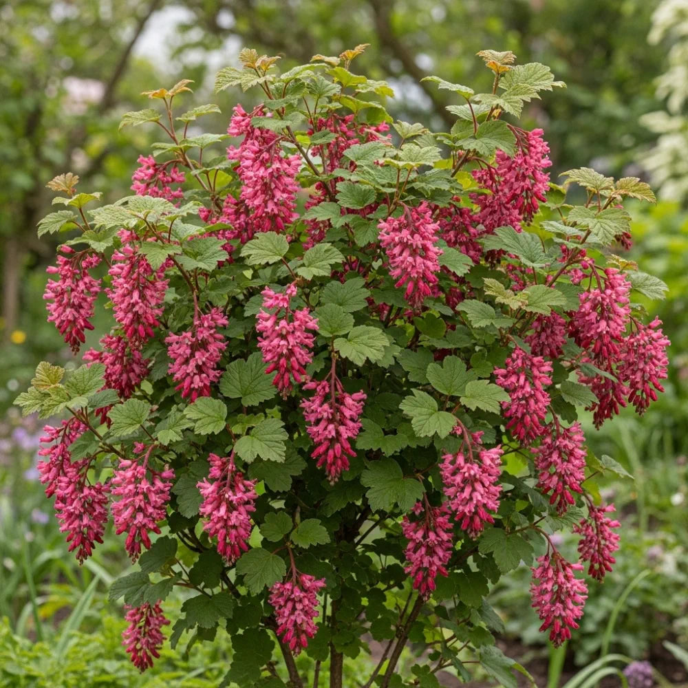 30-45cm King Edward VII' Red Flowering Currant | Ribes sanguineum Bare Root Plant