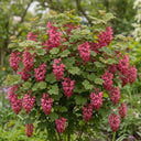 45cm King Edward VII' Red Flowering Currant | Ribes sanguineum Bare Root Plant