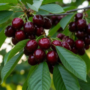 6ft Half-Standard 'Kordia' Mature Cherry Tree | Bare Root | 6/8cm Girth