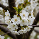7ft Half-Standard 'Kordia' Mature Cherry Tree | Bare Root | 6/8cm Girth