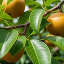 Kumoi' Asian Pear Tree | Nashi Pear | Bare Root | 2 Years Old