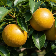 5ft Kumoi' Asian Pear Tree | Nashi Pear | 9L Pot | 2 Years Old